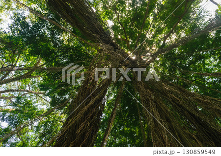 Up view from the ground of big and green rainforest tree and a lot of big hanging liana 130859549
