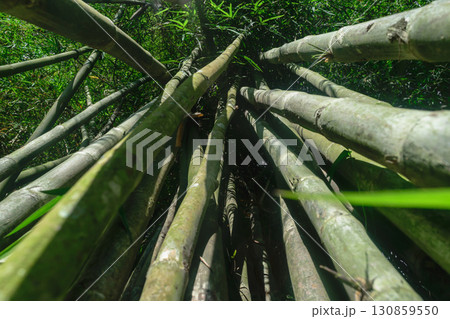Up view from the ground of green and big bamboo tree trunks in rainforest Up view from the ground of green and big bamboo tree trunks in rainforest 130859550