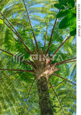 Up view from the ground of palm tree trunk and green leaves in blue sky background 130859556