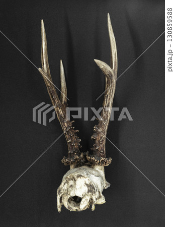 Deer antlers with a skull 130859588