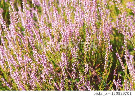 Purple blooming heathers background Purple blooming heathers background 130859701