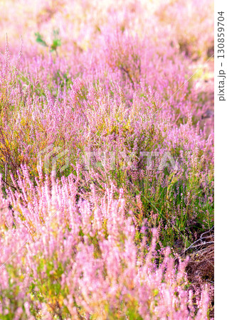 Purple blooming heathers background Purple blooming heathers background 130859704