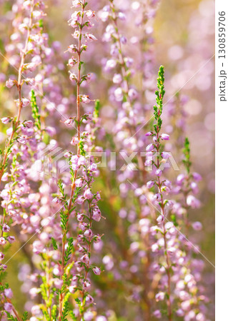 Purple blooming heathers background Purple blooming heathers background 130859706