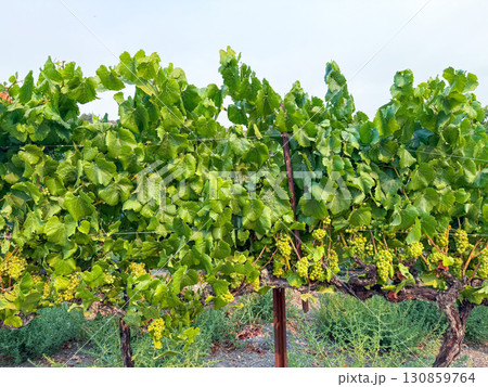 Grape harvest. Vineyards with grapevine in the evening sun. Grape harvest. Vineyards with grapevine in the evening sun. 130859764