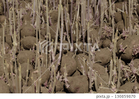 Background Surface of Sprouting Potatoes in Food Basement 130859870