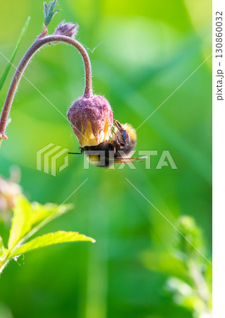 Bumblebee taking nectar from flower 130860032