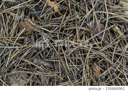 Close up and Sharp Background of Pine Needles and Old Leaves 130860061