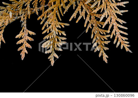 Dry brown cypress leaves in black background surface 130860096