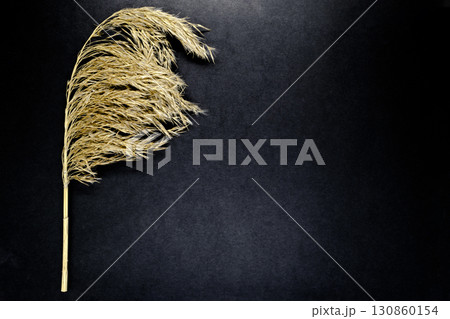 Fluffy Beige Reed Bent Top on Black Background Surface with Free Space 130860154