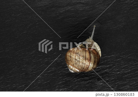 Grape Snail on Black Stone Background. Main Focus on Snails Head Grape Snail on Black Stone Background. Main Focus on Snails Head 130860183