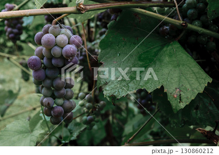 Hanging bundle of unripe blue grapes covered by morning dew 130860212