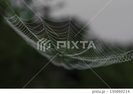 Hanging spider web in front of the green and blurry nature background at foggy day 130860214
