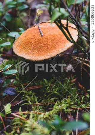 Growing leccinum mushroom Growing leccinum mushroom 130860235