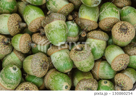 Macro background of oak tree acorns Macro background of oak tree acorns 130860254