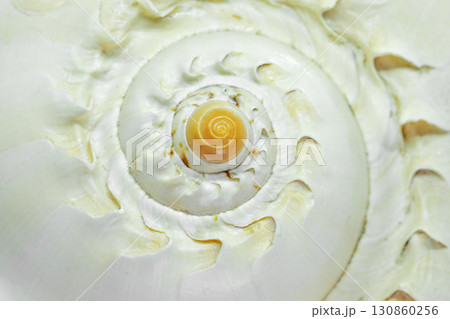 Macro background of spiral form seashell 130860256
