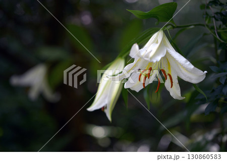 サクユリ 130860583