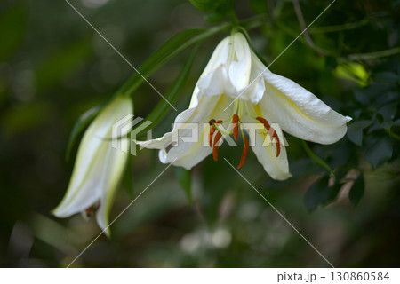 サクユリ 130860584