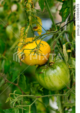 Overripe tomatoes on vine in garden with cracked skin Overripe tomatoes on vine in garden with cracked skin 130860678