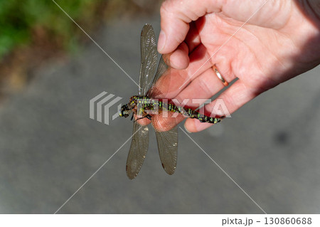 Hand holding a large green and black dragonfly with transparent wings Hand holding a large green and black dragonfly with transparent wings 130860688