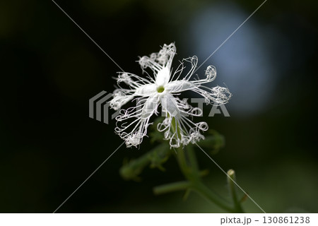 ヘビウリの花 ヘビウリの花 130861238