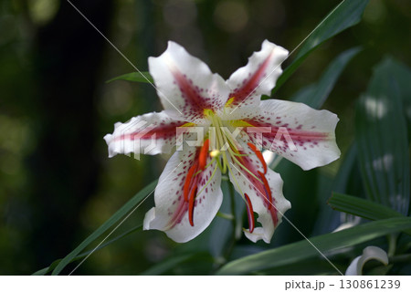 ヤマユリ 130861239