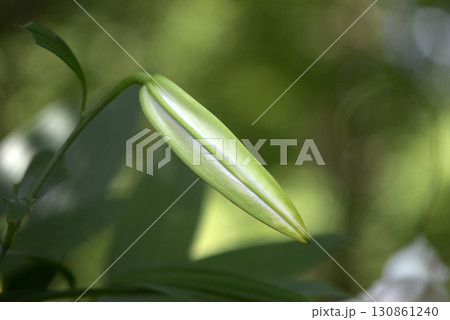 ヤマユリの蕾 130861240