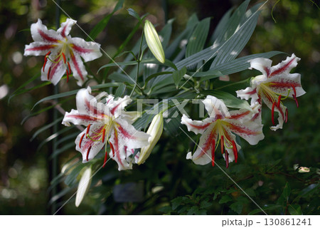 ヤマユリ ヤマユリ 130861241