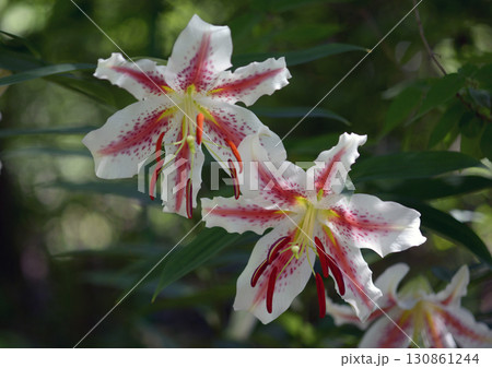 ヤマユリ ヤマユリ 130861244