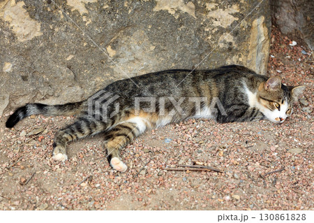 Cat sleeps on the ground Cat sleeps on the ground 130861828