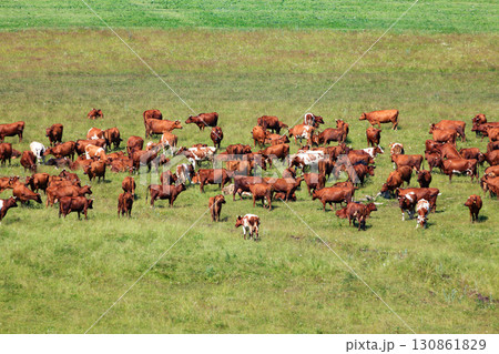 Herd of dairy cows on a pasture 130861829