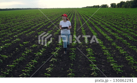 Agriculture, Lady in casual clothes examines cornfield seedlings under bright morning sky, Green rows of crops carefully checked by farmer holding touchscreen device, Technology in farming: woman Agriculture, Lady in casual clothes examines cornfield seedlings under bright morning sky, Green rows of crops carefully checked by farmer holding touchscreen device, Technology in farming: woman 130862291
