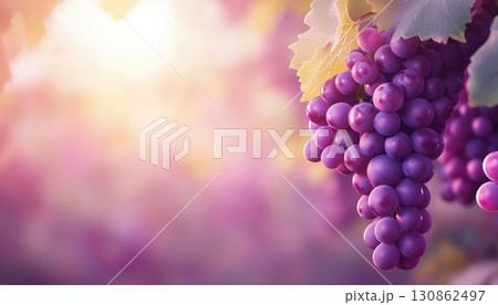 Grapes Of Rich Purple Hanging On Vine In French Vineyard Grapes Of Rich Purple Hanging On Vine In French Vineyard 130862497