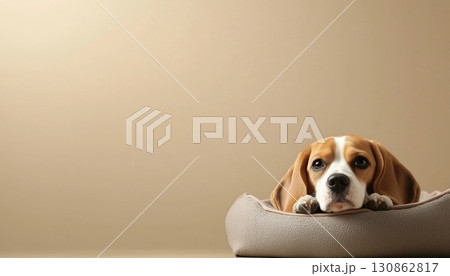 Adorable Beagle Dog Relaxing In Pet Bed Next To A Beige Wall 130862817