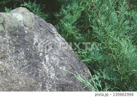 Grey Rock and Thuja Foliage Natural Garden Composition. Grey Rock and Thuja Foliage Natural Garden Composition. 130862998