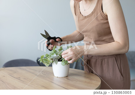Woman cutting with scissors damaged leaves of tradescantia house plant. Woman cutting with scissors damaged leaves of tradescantia house plant. 130863003
