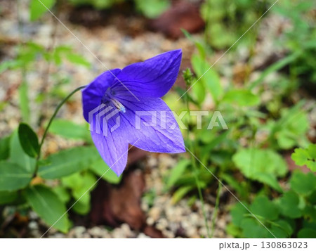キキョウの花 130863023