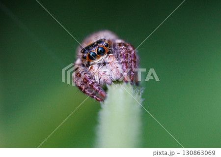 つぶらな瞳が愛らしいハエトリグモ つぶらな瞳が愛らしいハエトリグモ 130863069