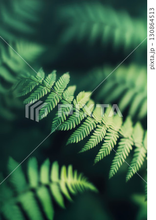 leaf depth field patterns light shadow sense texture 130864513