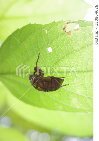 夏の森、葉の裏にしがみつくように残されたセミの抜け殻。 130864626