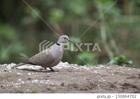 シラコバト シラコバト 130864702