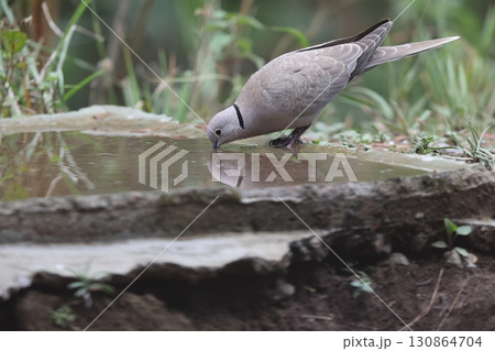 シラコバト シラコバト 130864704