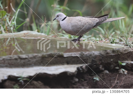 シラコバト シラコバト 130864705