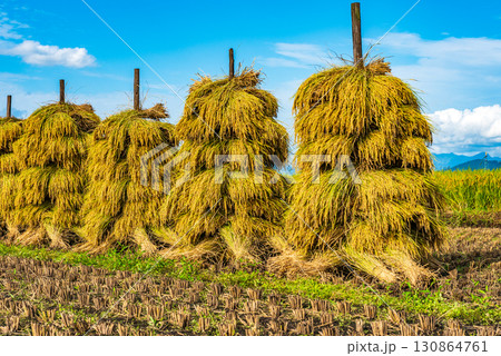 稲干しのある風景 130864761