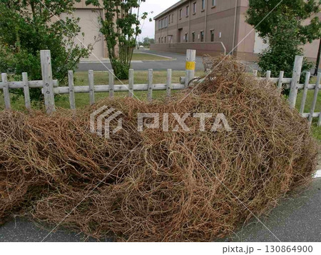 西部劇じゃないよ。利根備前島水質浄化センター(2010.11.13) 木枯らしが厳しい11月 西部劇じゃないよ。利根備前島水質浄化センター(2010.11.13) 木枯らしが厳しい11月 130864900