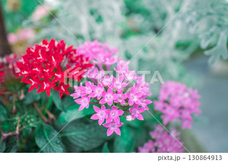 赤とピンクのペンタス 130864913