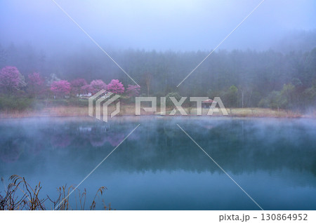【朝霧と山桜】幽玄なる朝【聖高原・中牧湖】 130864952