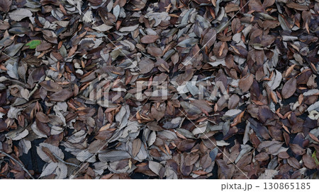 落ち葉 130865185