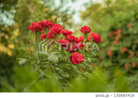 Red roses in the garden. Rose bush. Red roses in the garden. Rose bush. 130865416