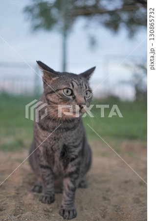 広場で遊ぶとら猫 広場で遊ぶとら猫 130865732