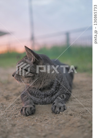 広場で遊ぶとら猫 広場で遊ぶとら猫 130865733